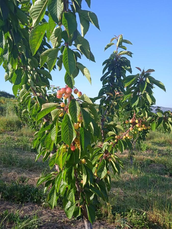 Quinta Do Passadico Βίλα Lamego Εξωτερικό φωτογραφία